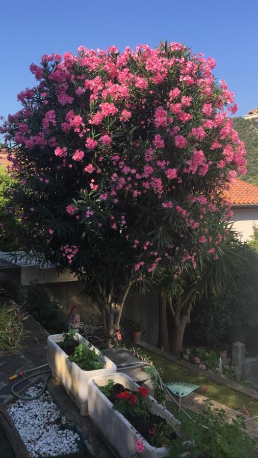 Beautiful Apartment With Garden Amélie-les-Bains-Palalda المظهر الخارجي الصورة